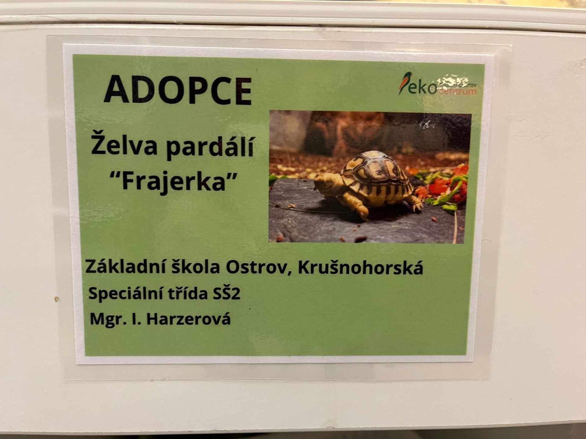 Adopce želvičky Frajerky